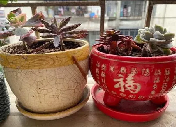 植物扦插|多肉不死鸟可以叶插吗 叶插繁殖方法
