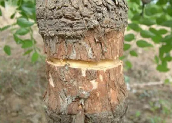 种植方法|无花果环剥最佳时间和技术方法