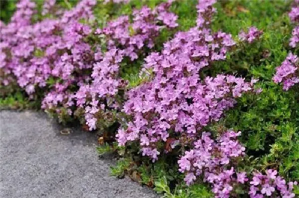 植物浇水|百里香浇水时间和正确方法