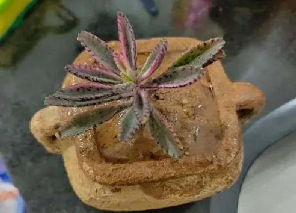 植物扦插|多肉不死鸟可以叶插吗 叶插繁殖方法