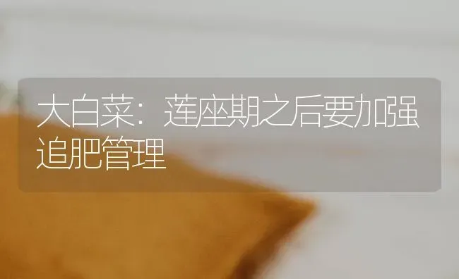 大白菜：莲座期之后要加强追肥管理 | 蔬菜种植
