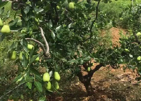 植物嫁接|枣树可以嫁接吗