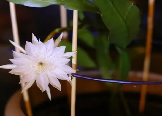 开花时间|昙花多久能开花