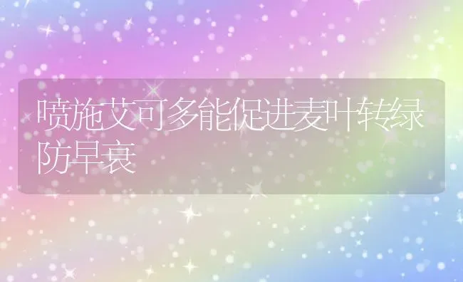 喷施艾可多能促进麦叶转绿防早衰 | 瓜果种植
