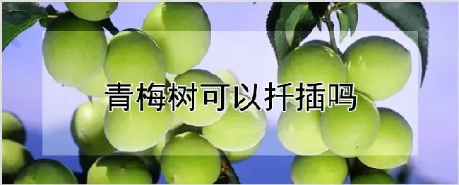青梅树可以扦插吗 | 种植资料