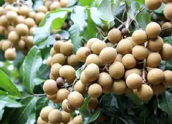 果实成熟|龙眼什么季节成熟上市