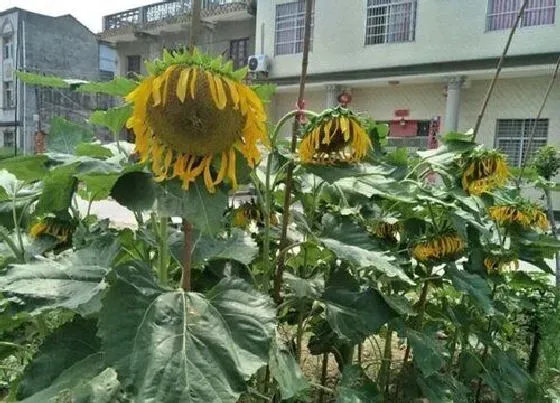 种植管理|葵花籽的生长周期是多长时间