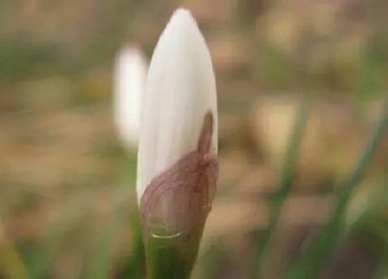 开花时间|水仙花什么时候长花苞