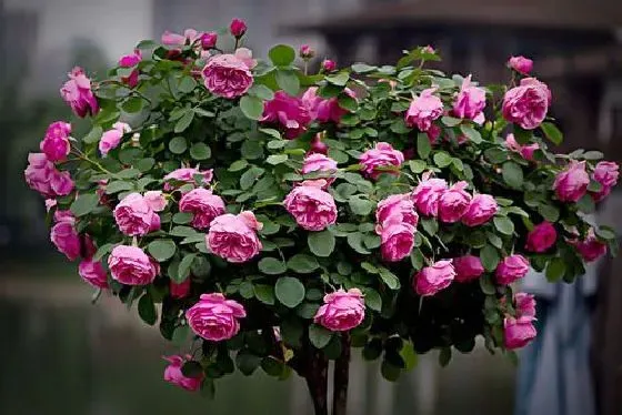 开花时间|月季花什么季节开花 开花月份