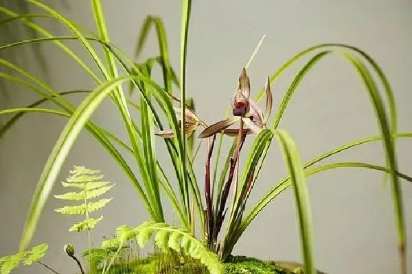 植物浇水|兰花可以浇啤酒吗