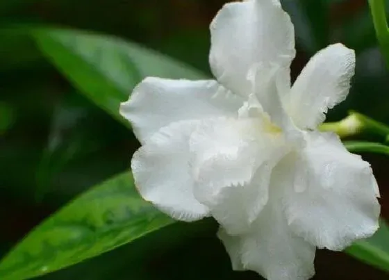 花期|水晶茉莉一年开几次花