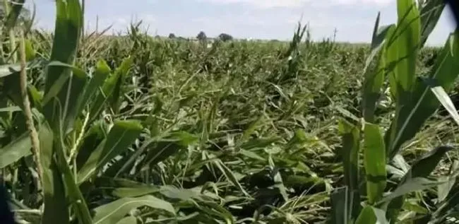 植物施肥|一亩地种玉米需要多少化肥，种植玉米每亩地用多少肥料）