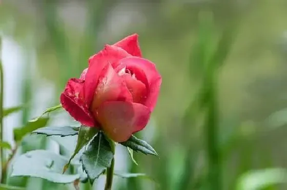 开花时间|月季花什么季节开花 开花月份