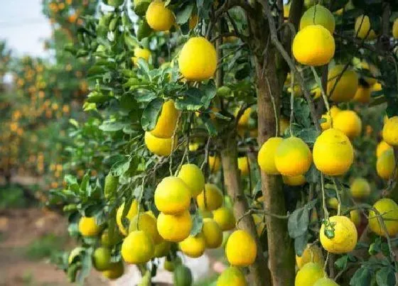 植物施肥|红蜜柚施什么肥最好