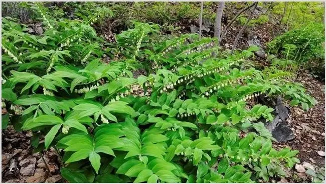 玉竹的种植方法有哪些 | 农业科普