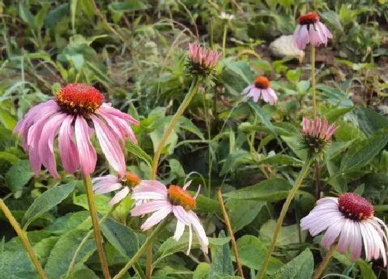 冬天植物|松果菊耐寒最低温度 松果菊冬天可以露天过冬吗