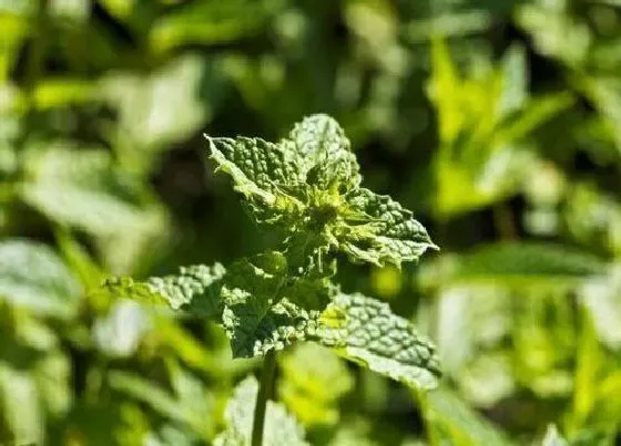 植物排行|食用薄荷什么品种最好