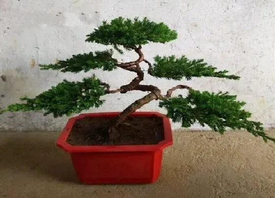 种植管理|罗汉松耐旱吗