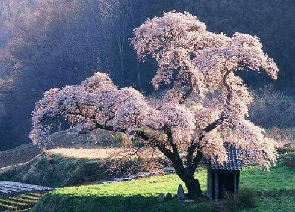 植物扦插|樱花树插枝能活吗