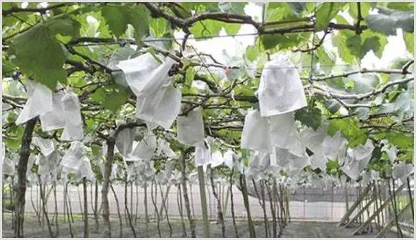 葡萄套袋可以防虫、防裂、防啄，看完果农赶紧行动起来吧！ | 自然知识