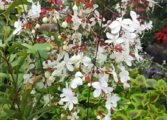 植物毒性|垂丝茉莉花有毒吗 开花之后的花香有毒吗