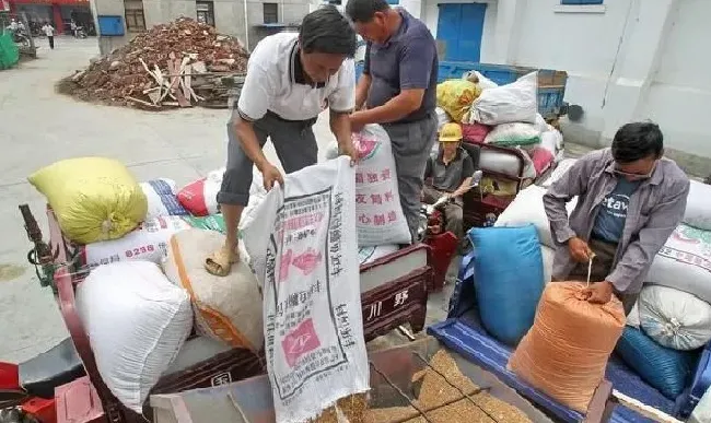 植物价格|粮食价格上涨的原因和影响（农资价格上涨为什么粮食不涨）