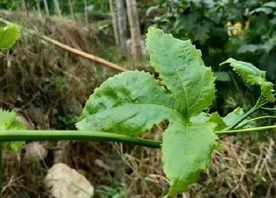 植物百科|跟山竹很像的水果叫什么