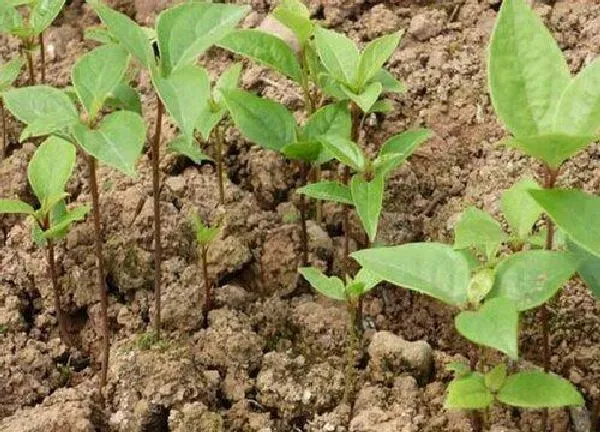 植物发芽|香樟什么时候发芽长叶