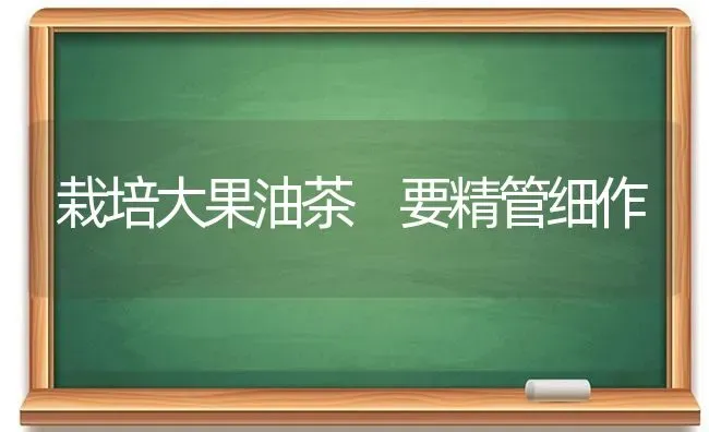 栽培大果油茶 要精管细作 | 瓜果种植
