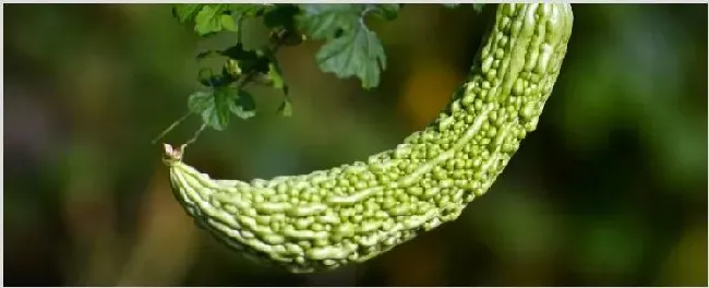 苦瓜种子怎么催芽育苗 | 种植技术