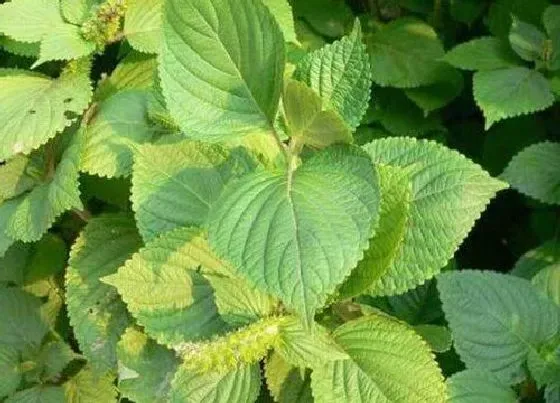 植物百科|紫苏和苏子一样吗 区别是什么