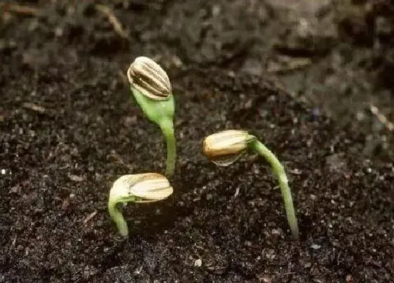 种子|植物靠什么传播种子 有四大方法（动物、靠风、靠水、弹射）