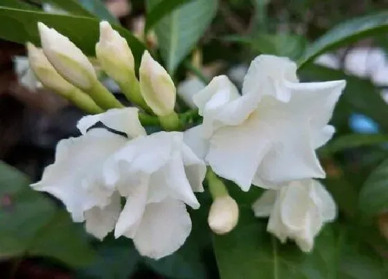 花期|水晶茉莉一年开几次花