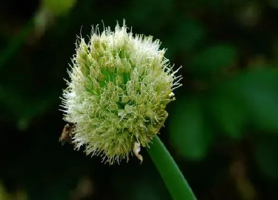 植物百科|大葱会开花吗 一般什么时候开花