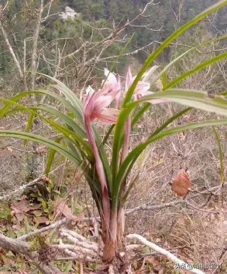 植物百科|一株兰花能活多少年（一棵兰花的最长寿命是多长时间）