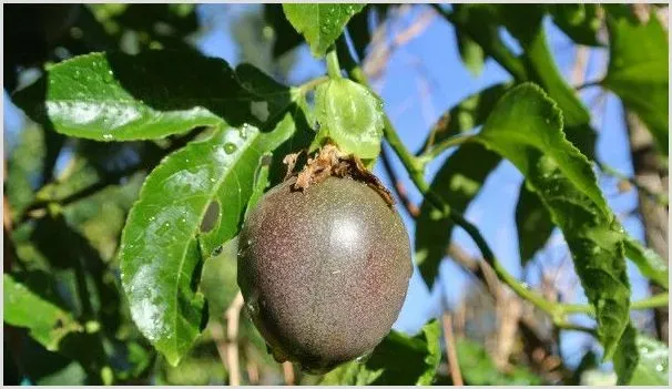 百香果黄叶是怎么回事 | 种植技术