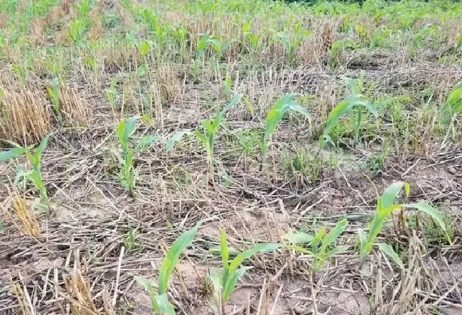 植物虫害|地老虎用什么农药防治最好（棉花、玉米、红薯地老虎防治）