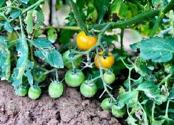 种植管理|圣女果苗几月份种植合适