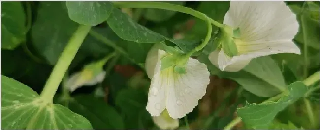 豌豆开花期浇水好吗 | 种植资料
