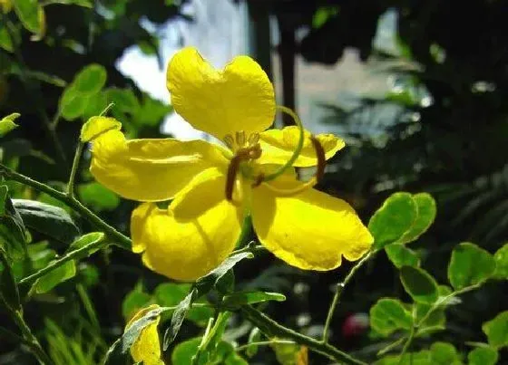 植物百科|黄槐决明是两性花吗