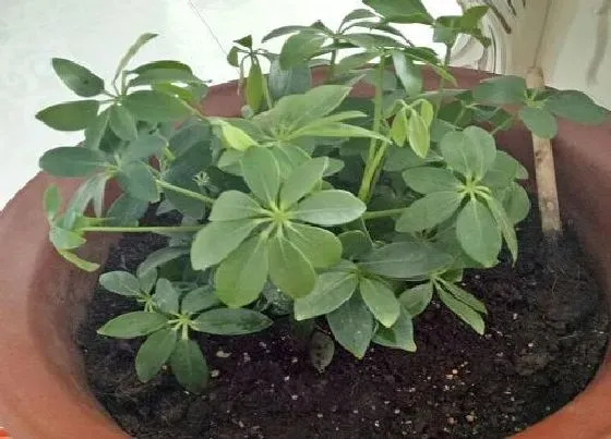 掉叶子|鸭掌木叶子一碰就掉怎么处理 叶子枯萎掉落的原因