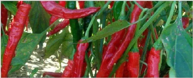 辣椒什么时候施肥好 | 种植技术