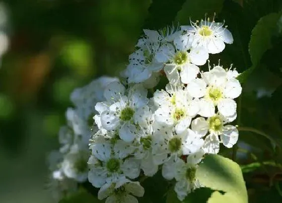 开花时间|山楂树一年开几次花