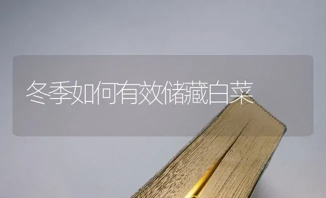 冬季如何有效储藏白菜 | 蔬菜种植