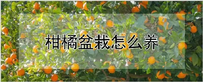 柑橘盆栽怎么养 | 农业技术