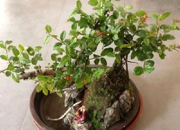 植物移栽|雀梅什么时候换盆合适