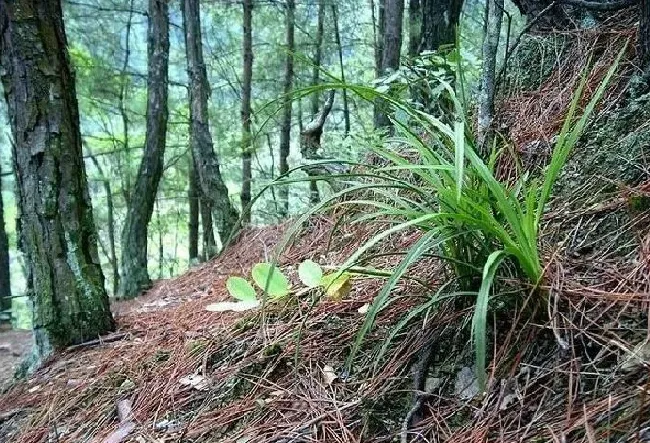 植物百科|一株兰花能活多少年（一棵兰花的最长寿命是多长时间）