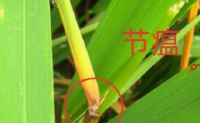 植物病害|稻瘟病的症状及最佳防治方法（水稻稻瘟病用药防治措施）