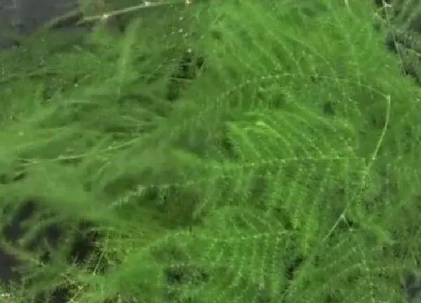 植物扦插|文竹可以插枝吗