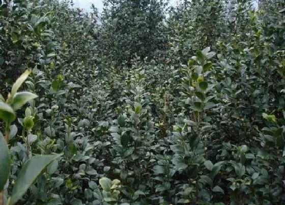 种植方法|茶树籽怎么种植 种植方法与管理